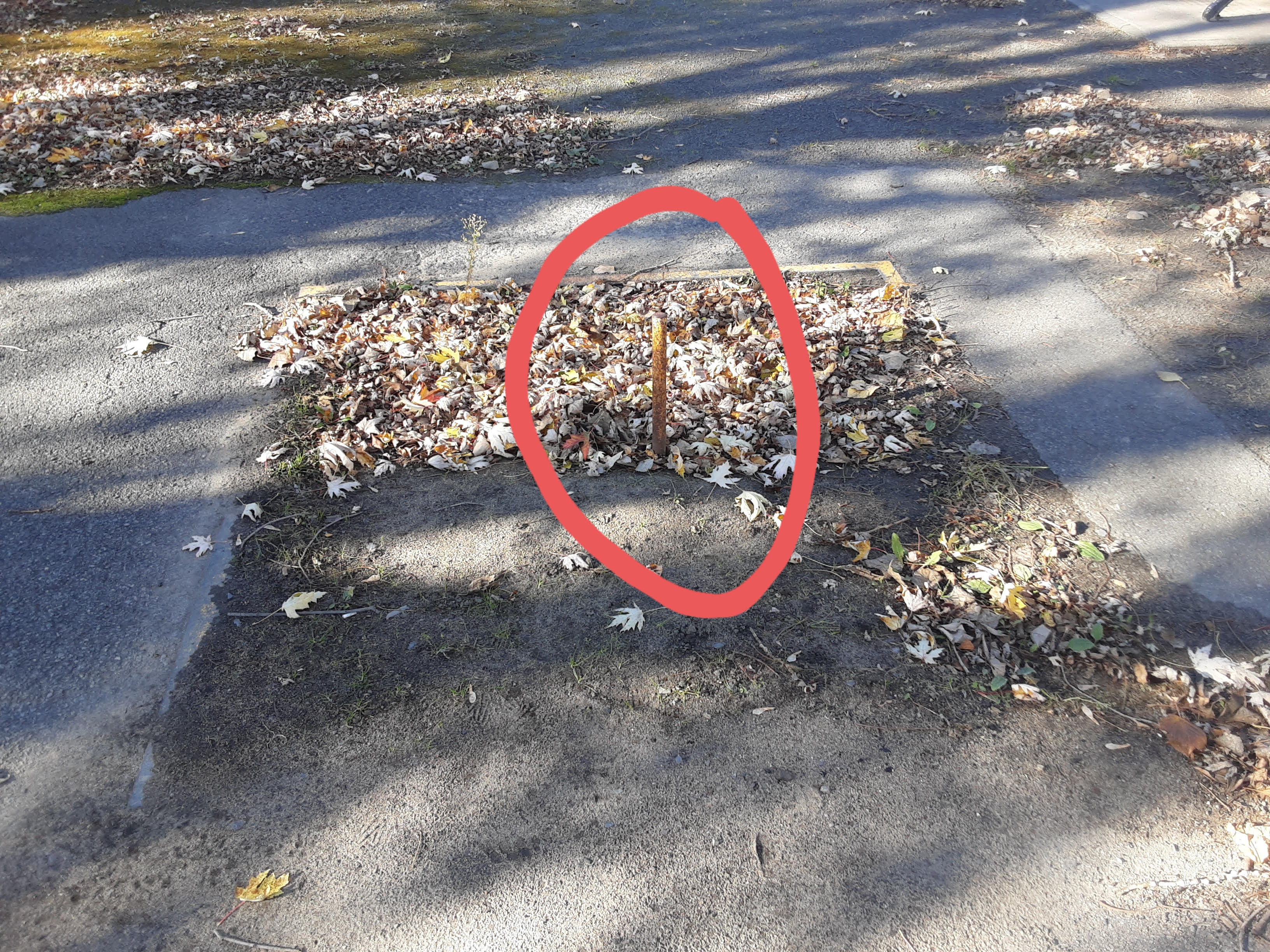Gros plan sur un tuyau rouillé affleurant dans les feuilles mortes